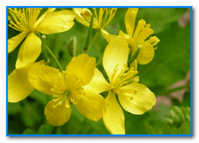 Celandine, which has a cauterizing property, will help remove papillomas
