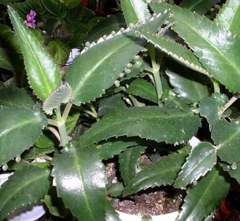 Kalanchoe leaves are used as poultices for papillomas