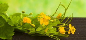 Pure flowers
