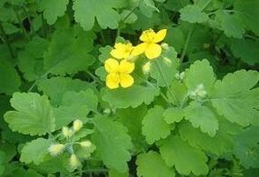 celandine plant for warts