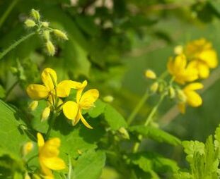 Celandine against warts on the body
